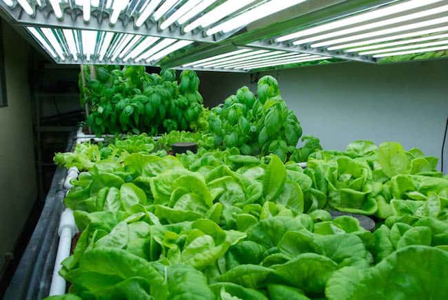growing lettuce indoors under lights