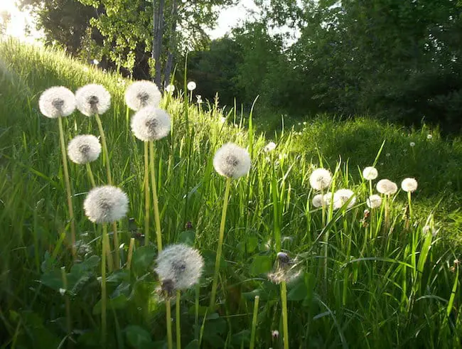 natural weed killers