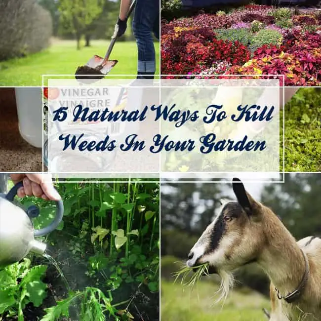 Natural Ways To Kill Weeds