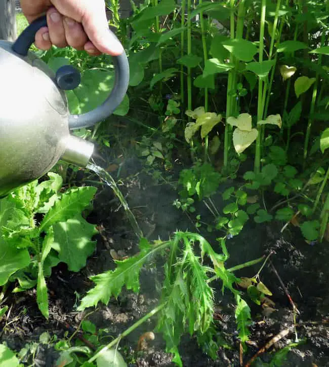 killing large patches of weeds