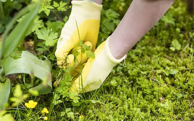 Best way to get rid of weeds permanently