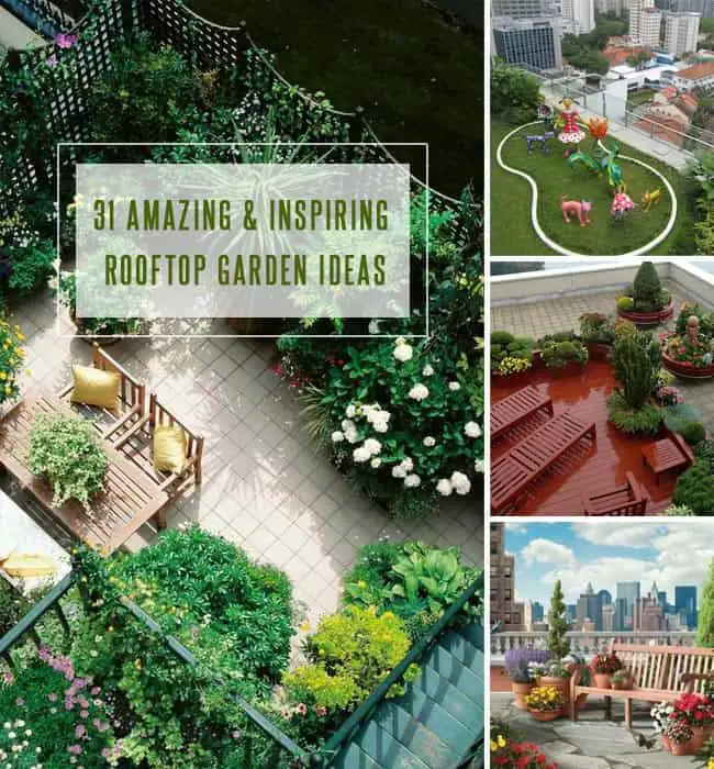 Rooftop Garden Ideas