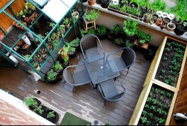 Balcony Garden Plants