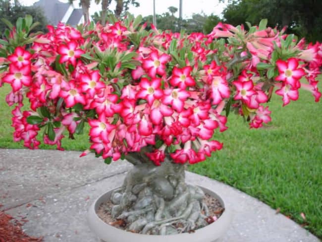 Drought Resistant Flowering Plants