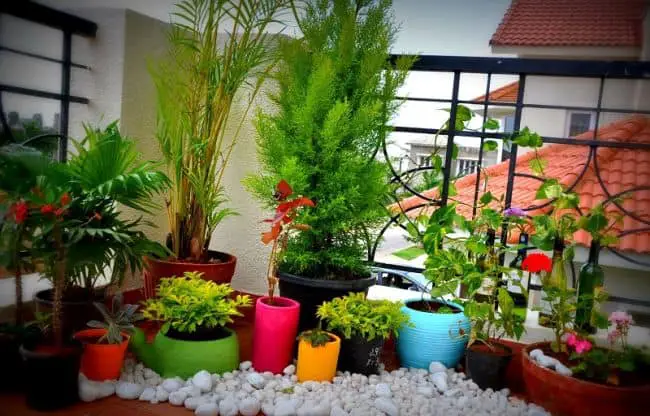 Balcony Garden Ideas