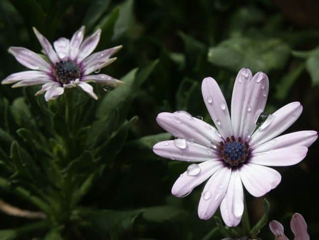 Drought Tolerant Plants