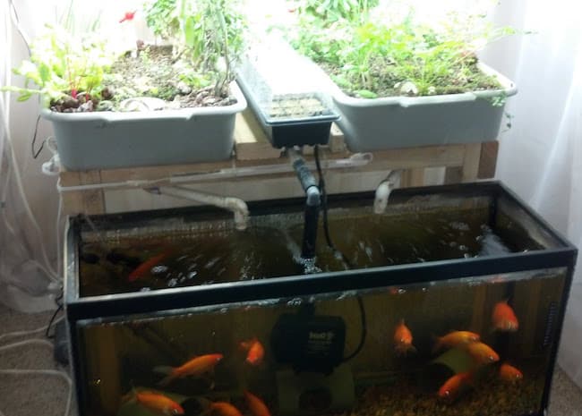 aquarium water for plants
