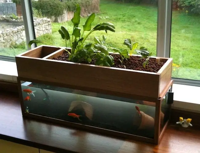 Aquarium Water for Plants 