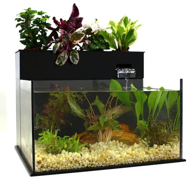 Aquarium Water for Plants