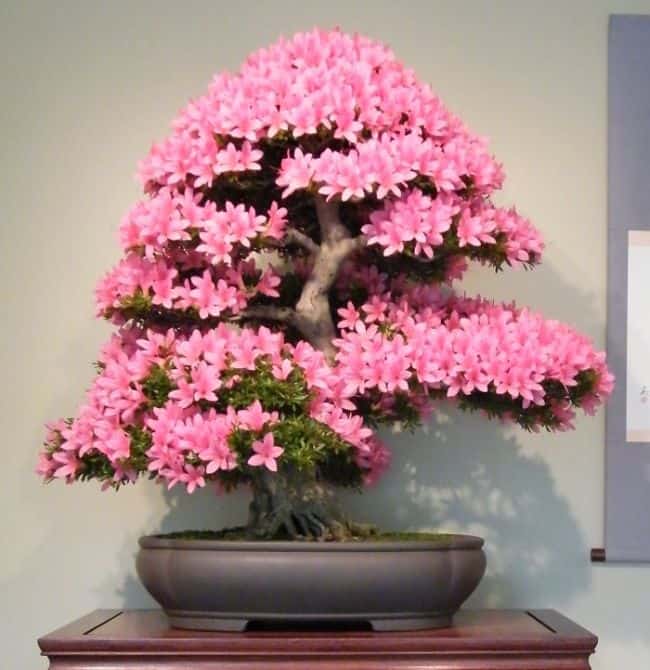 Bonsai Tree Care