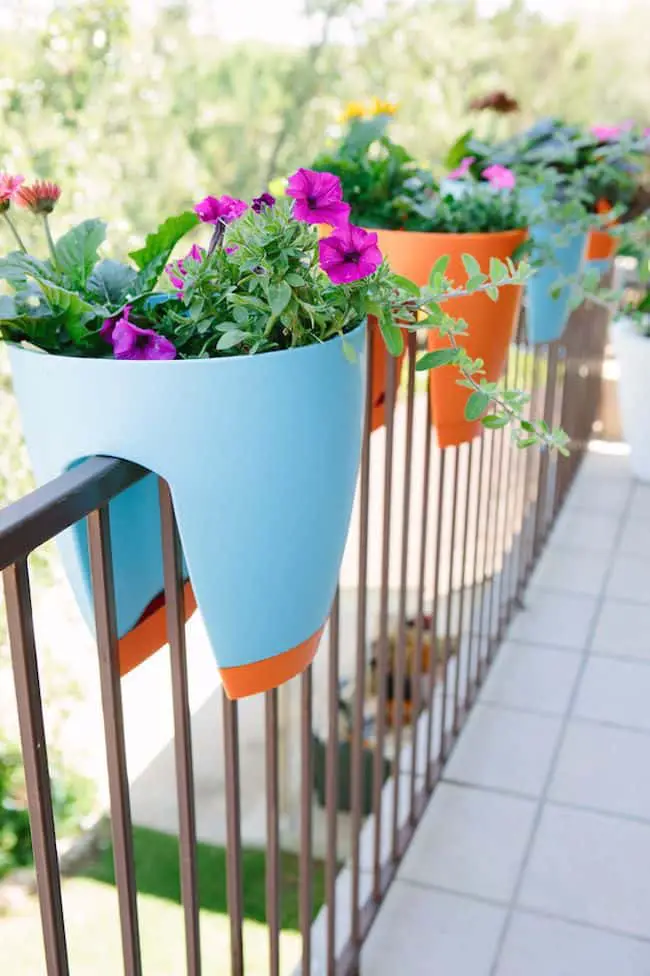 Balcony Garden Plants