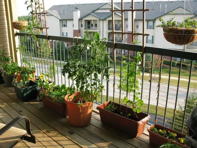 Balcony Garden Plants