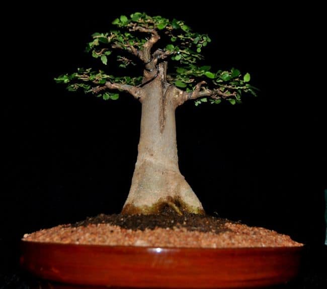 Best Trees for Bonsai