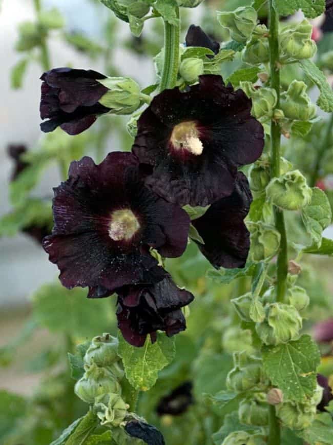 Black Flowers Garden