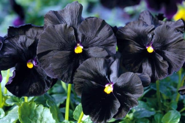 Black Pansy