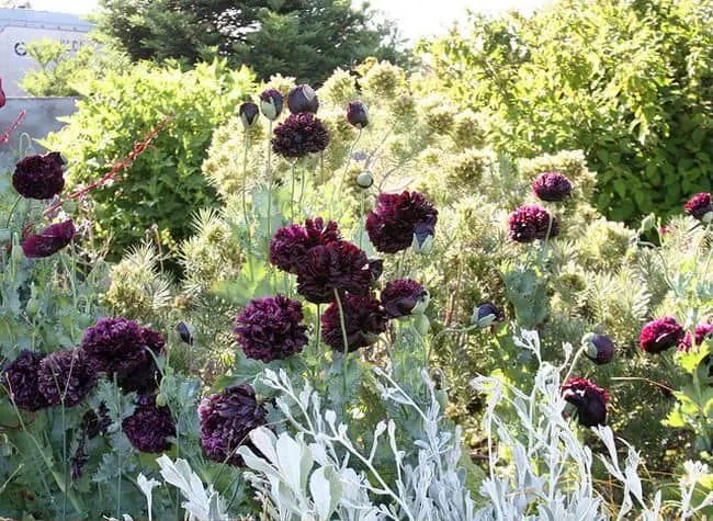 Black Flowers Garden