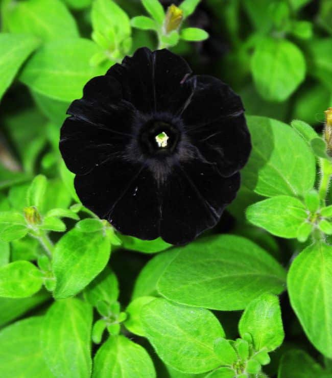Black Flowers Garden
