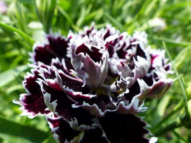 Natural Black Flowers