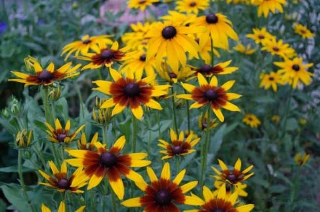 Best Drought Resistant Plants