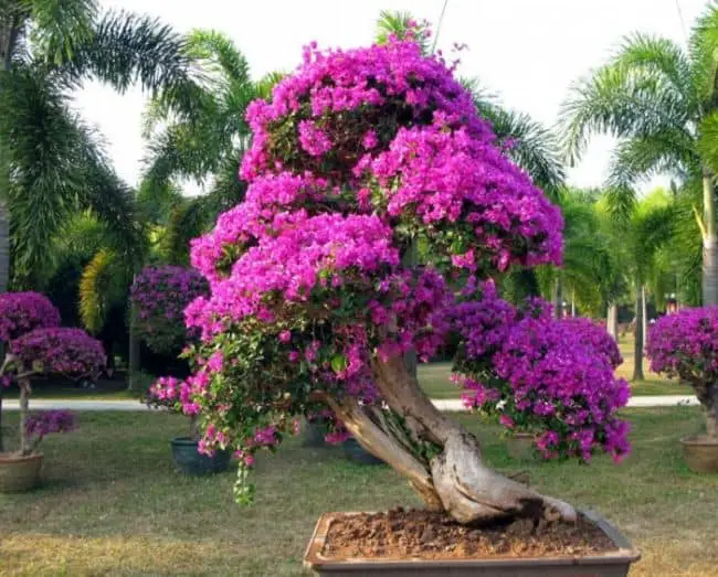 Bonsai Tree Care