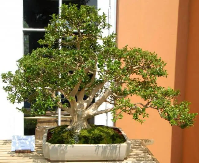 Best Trees for Bonsai