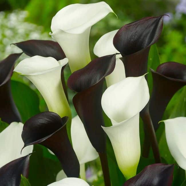 Black Colored Flowers