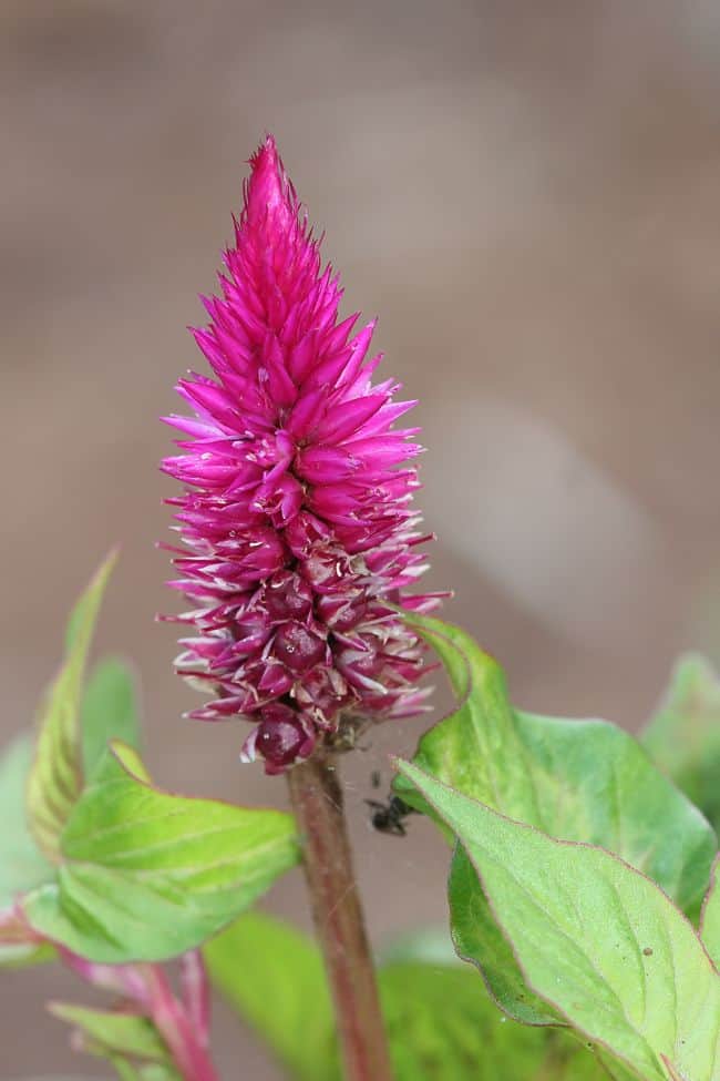 Heat Tolerant Flowers