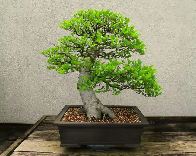 Best Trees for Bonsai