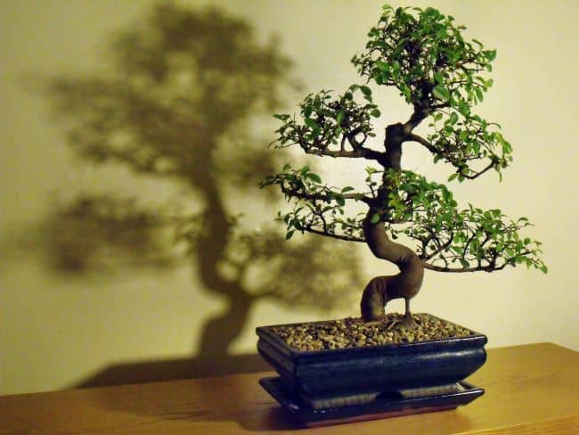 Chinese Bonsai Plant