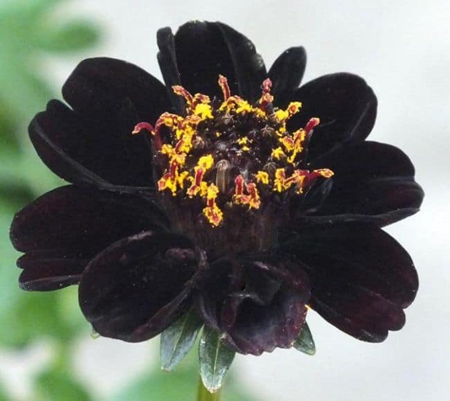 Black Flowers Garden