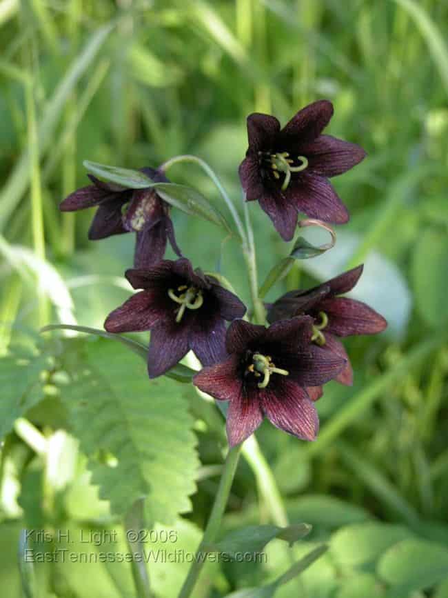 Black Flowers Garden