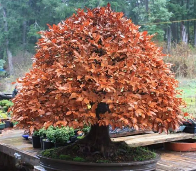 Bonsai Tree Care