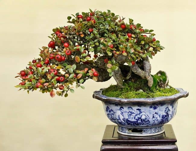 Best Trees for Bonsai