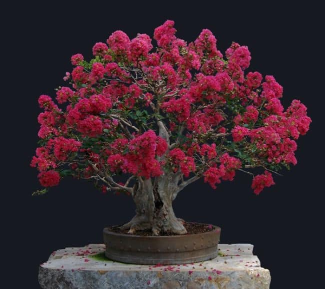  Best Indoor Bonsai Tree