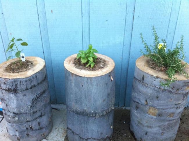  Blue Jean Planters