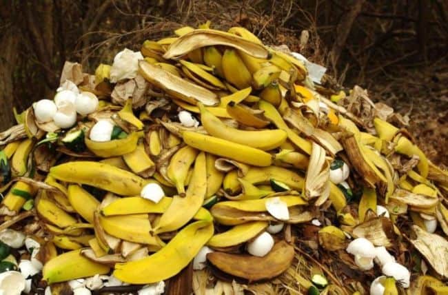 Dry Banana Peels