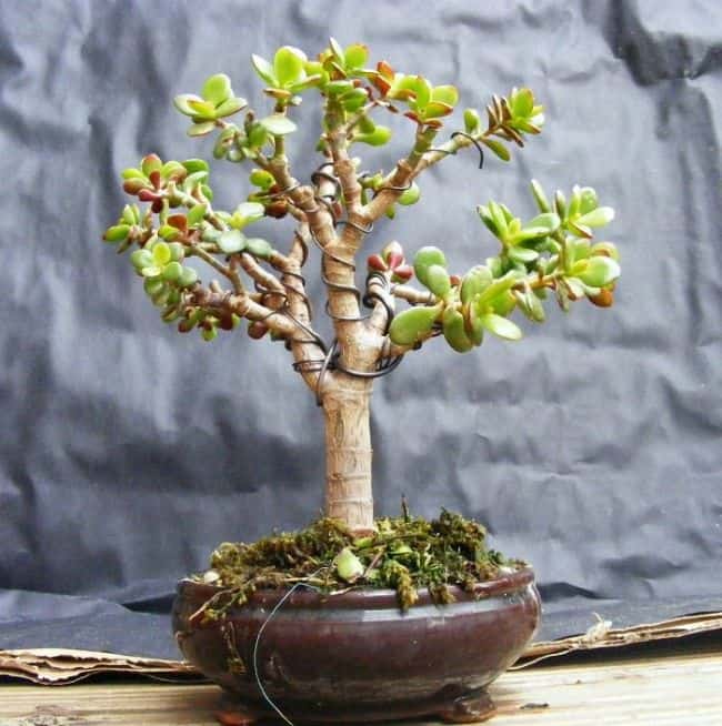 Best Trees for Bonsai