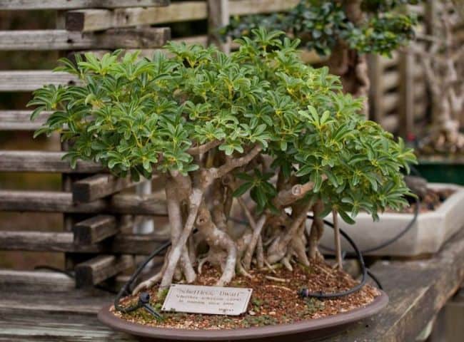 Care for Bonsai Trees Indoor