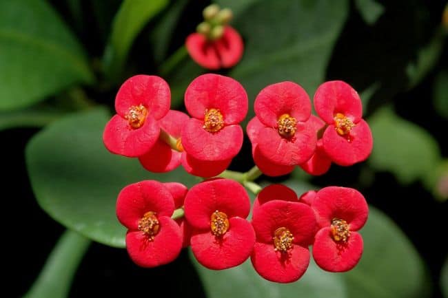 Best Drought Resistant Plants