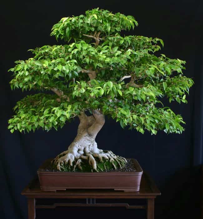  Indoor Bonsai Species