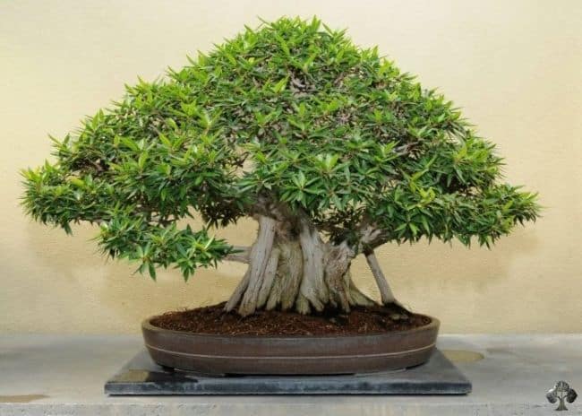 Bonsai Tree Care