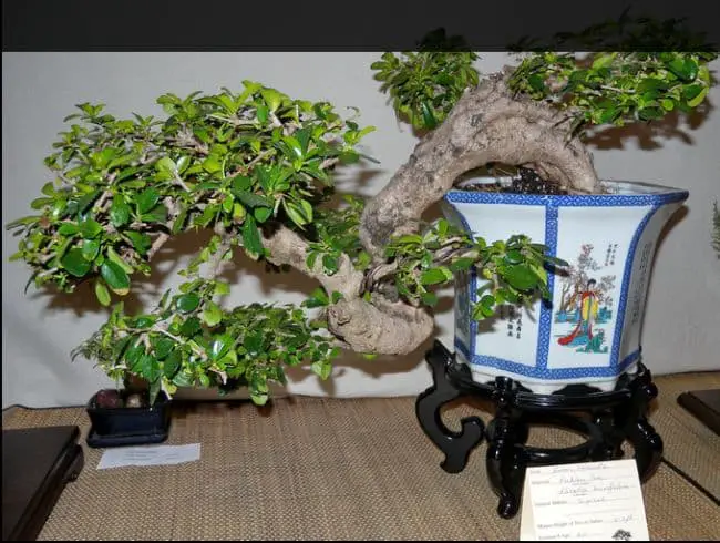 Indoor Bonsai Species