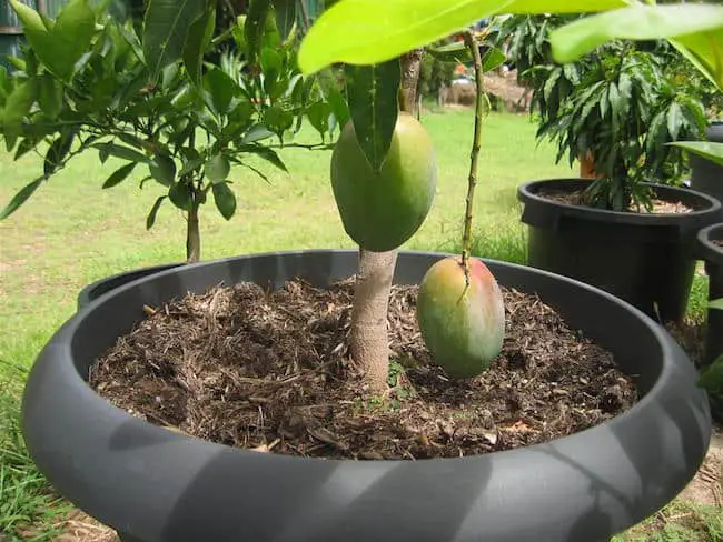 growing mango tree