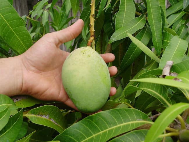 growing mango tree