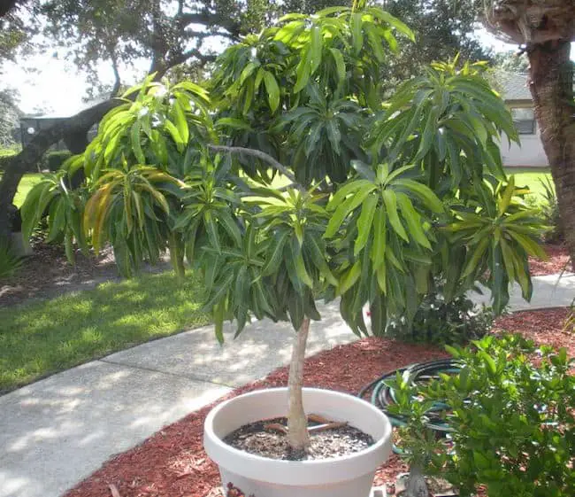 growing mango tree