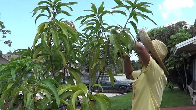 growing mango tree