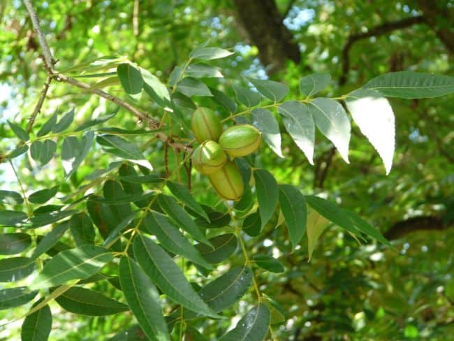 Pecan Tree Care