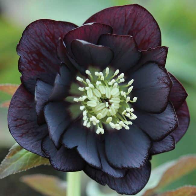 Black Flowers Garden