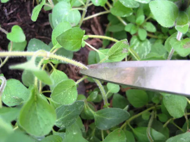 grow oregano at home