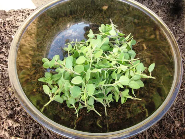 grow oregano at home